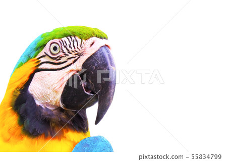 close up head of macaw parrot isolated on white background 55834799