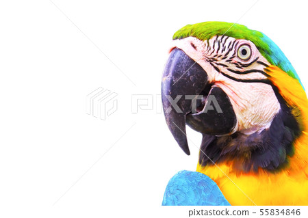 close up head of macaw parrot isolated on white background 55834846