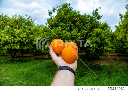 orange garden orange garden 55834981