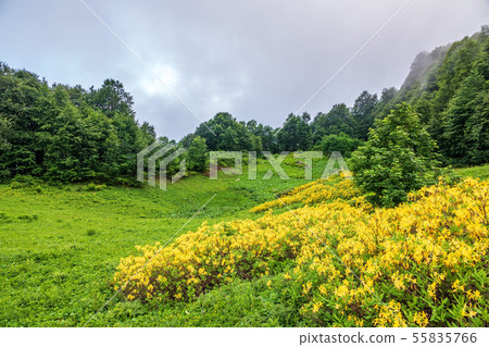 Green lawn with yellow flowers in the fog. Green lawn with yellow flowers in the fog. 55835766