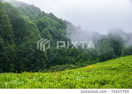 Green lawn on a cloudy day. 55835769