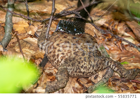 Black snake viper eating big frog 55835771