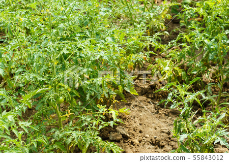 Young green tomato bushes grow in the garden 55843012