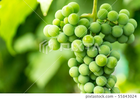 Bunch of growing white grapes on natural 55843024