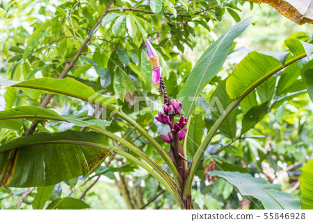 Pink bananas (musa velutina) growing in nature. Pink bananas (musa velutina) growing in nature. 55846928