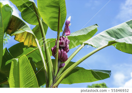 Pink bananas (musa velutina) growing in nature. Pink bananas (musa velutina) growing in nature. 55846932