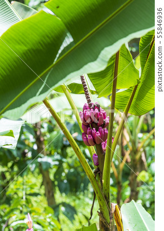 Pink bananas (musa velutina) growing in nature. 55846936