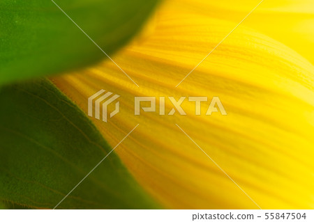 Detail of sunflower petals texture Detail of sunflower petals texture 55847504