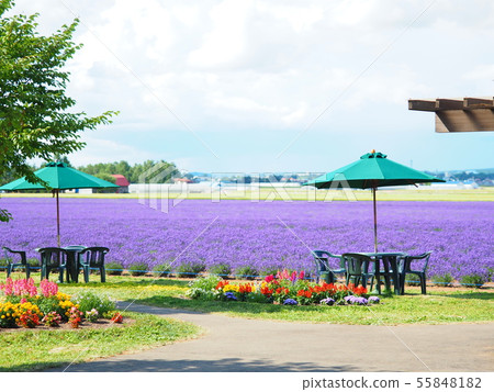 Scenery of Hokkaido Furano Lavender East Scenery of Hokkaido Furano Lavender East 55848182