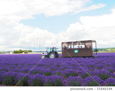 富良野薰衣草東薰衣草巴士 55848194