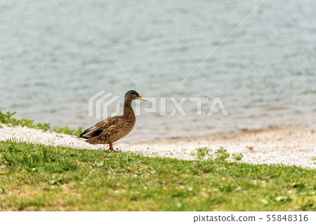 Female of mallard on the lake shore Female of mallard on the lake shore 55848316