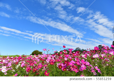  Cosmos field 55851259