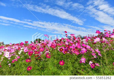  Cosmos field 55851262