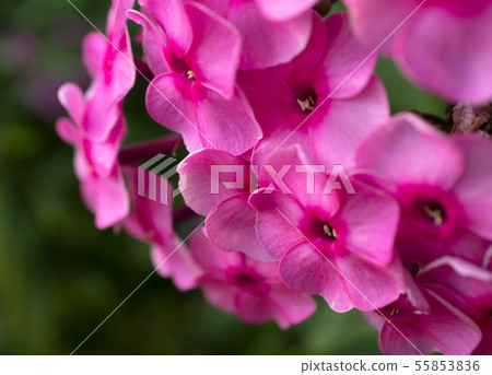 Close-up pink garden phlox backdrop 55853836
