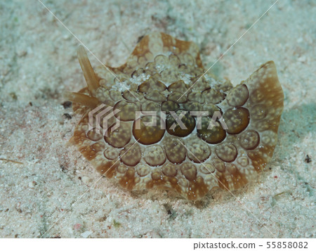 Zenigatafushiera guy friend sea jewels 55858082
