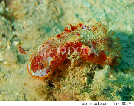 Mikado Miushi no Inko, juvenile red, Spanish dancer 55858099