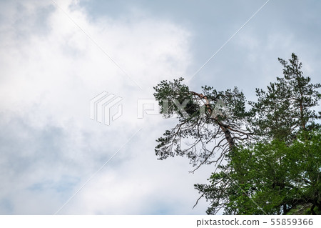 A pine tree with a curved trunk grows on the cliff 55859366