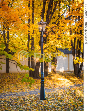 Orange yellow maple foliage in the autumn park . Beautiful autumn background. Lonely personal Orange yellow maple foliage in the autumn park . Beautiful autumn background. Lonely personal 55864365