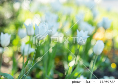 White tulips under the pine tree. Spring concept White tulips under the pine tree. Spring concept 55869782