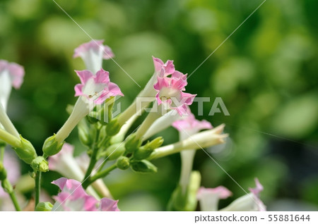 Cigarette Flower 55881644