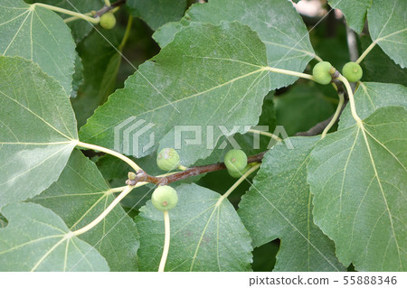 Unripe fig fruits on branch and leaves Unripe fig fruits on branch and leaves 55888346