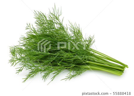 Bunch of fresh green dill isolated on white Bunch of fresh green dill isolated on white 55888418