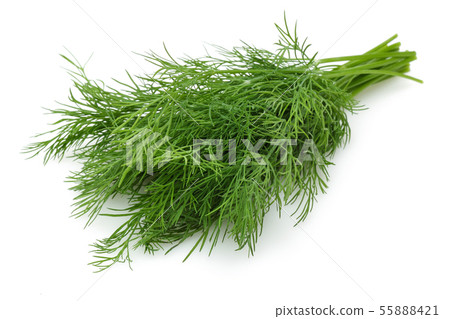 Bunch of fresh green dill isolated on white Bunch of fresh green dill isolated on white 55888421