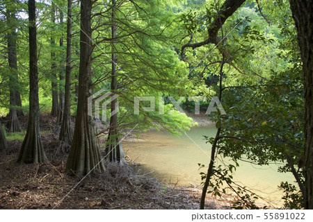 Shinoguri Kyudai Forest(福岡縣Shinaguri鎮) Shinoguri Kyudai Forest(福岡縣Shinaguri鎮) 55891022