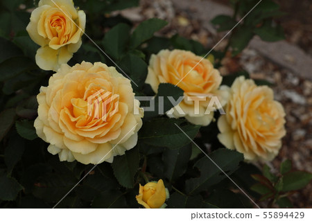 A soft orange rose blooming in the north earth 55894429