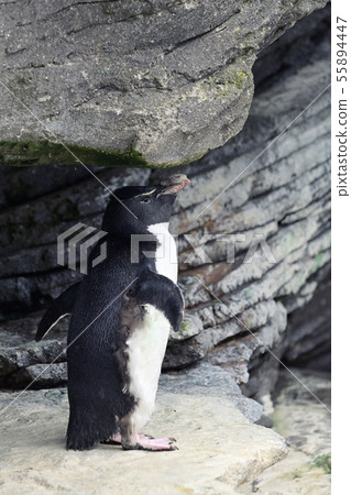 Rockhopper Penguin on rocks 55894447