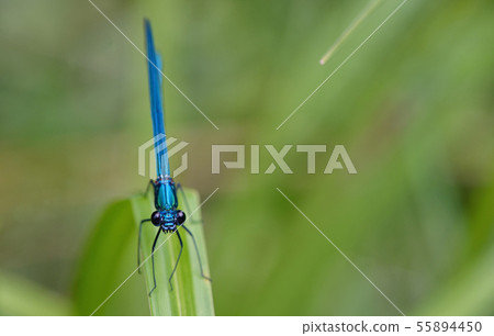The Banded Demoiselle Calopteryx splendens The Banded Demoiselle Calopteryx splendens 55894450