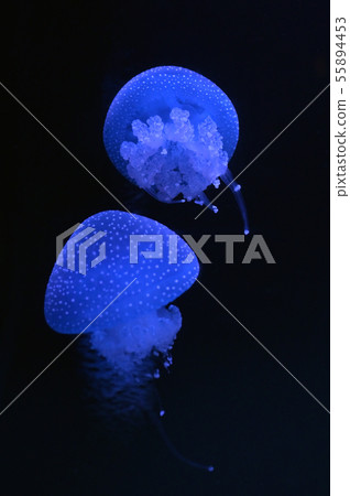White-spotted jellyfish swimming 55894453