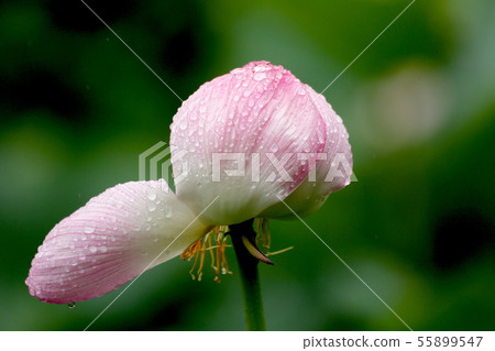 雨後枯萎的花 55899547