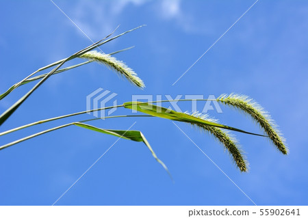 貓最喜歡的Enokorogusa,貓玩,藍天 貓最喜歡的Enokorogusa,貓玩,藍天 55902641
