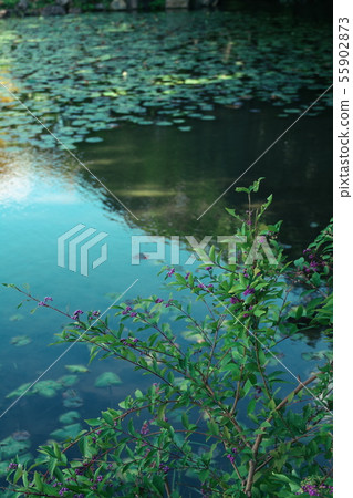 Junseien Murasakixikibu京都 Junseien Murasakixikibu京都 55902873