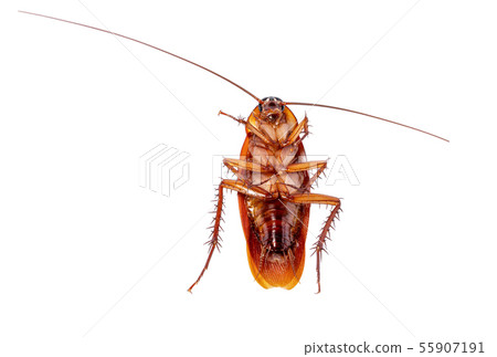 A single dead cockroach isolated A single dead cockroach isolated 55907191