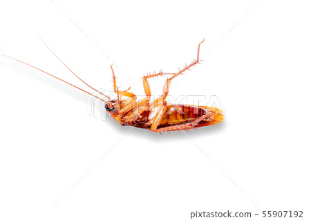 A single dead cockroach isolated A single dead cockroach isolated 55907192