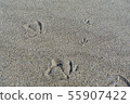 Korea Yeongdeok, sandy beach, new footprint 55907422