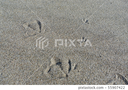 韓國盈德，沙灘，新的足跡 55907422