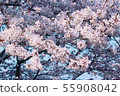 Cherry Blossoms	 55908042