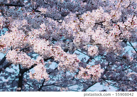 Cherry Blossoms	 55908042