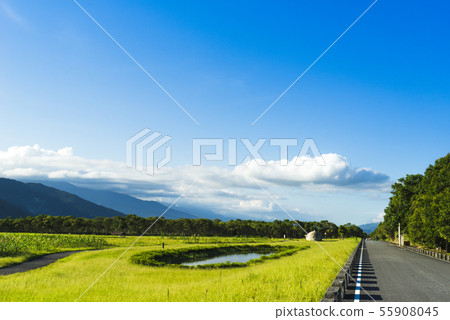 花東縱谷大農大富平地森林園區 花東縱谷大農大富平地森林園區 55908045