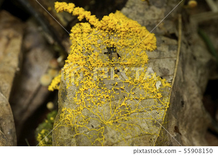 粘泥模具 55908150