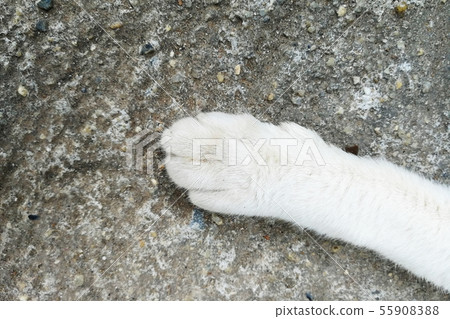 top view foot of cat foot 55908388