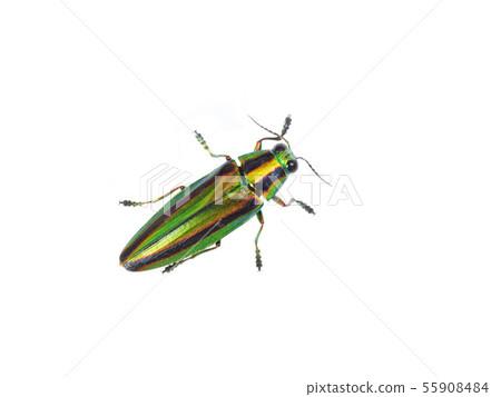 Yamato Tamamushi 55908484