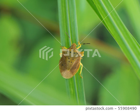 Todoshi bug Todoshi bug 55908490