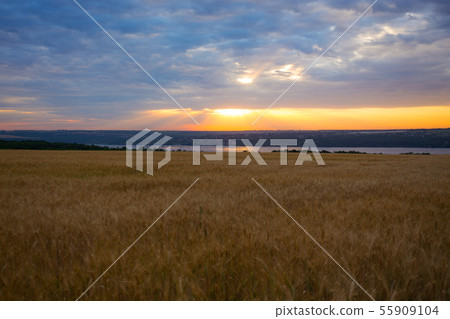 sunrise over the wheat field sunrise over the wheat field 55909104