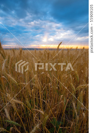 sunrise over the wheat field sunrise over the wheat field 55909105