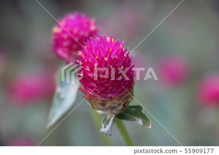 Pistol-pink Pistol-pink 55909177