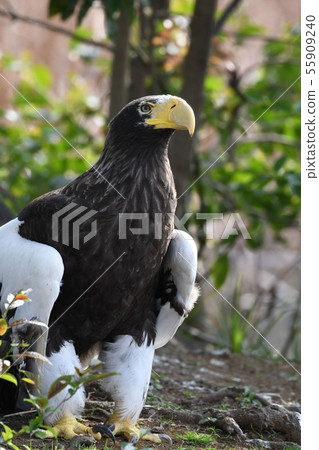 Steller's Sea Eagle 75 55909240